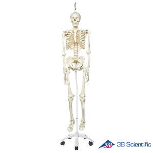 3B Scientific 인체모형 전신골격 A10/1 인체골격모형