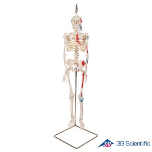 3B Scientific 인체모형 근육채색 미니 전신골격모형 A18/6 고리걸쇠형