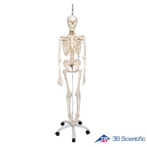 3B Scientific 인체모형 유연한관절 전신골격모형 A15/3S 두정골스탠드