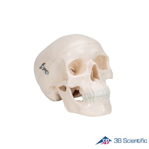 3B Scientific 인체모형 미니 두개골모형 A18/15 3분리
