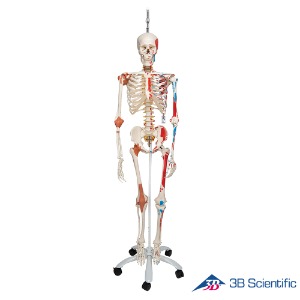 3B Scientific 인체모형 인대부착 근육체색 전신골격모형 A13/1 두정골스탠드