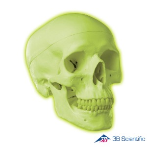 3B Scientific 인체모형 두개골모형 A20/N 야광 3분리