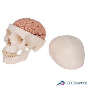 3B Scientific 인체모형 두개골모형 A20/9 뇌포함 5분리