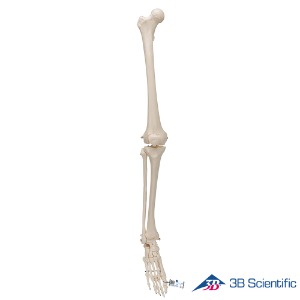 3B Scientific 인체모형 다리골격모형 A35