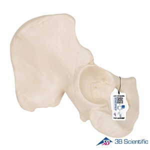 3B Scientific 인체모형 다리골격모형 A35/5 관골 Hip Bone