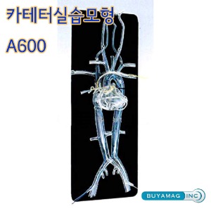 BUYAMAG USA 심혈관 정맥 동맥 카테터 실습모형 A600