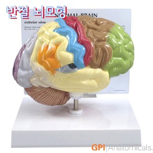 GPI USA 채색된 뇌구조 반절 뇌모형 표준형 G295