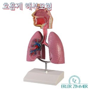 ERLER ZIMMER 인체모형 G216 호흡계 해부모형 호흡기모형