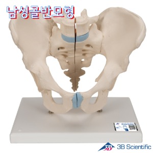 3B Scientific 인체모형 3분리 골반골격모형 H21/1 HipJoint