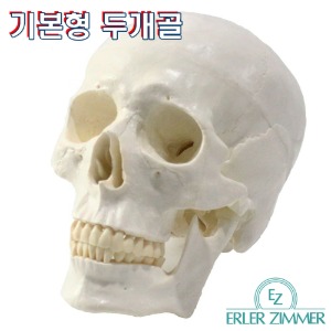ERLER ZIMMER 인체모형 기본형 SKULL 3분리 두개골 실제사이즈