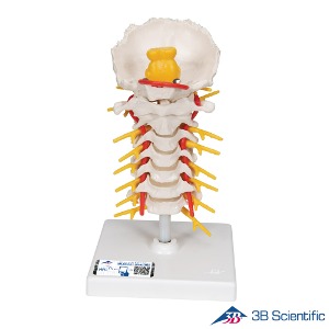 3B Scientific 인체모형 골격모형 A72 경추 Cervical Spinal Column