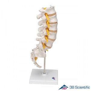 3B Scientific 인체모형 골격모형 A74 요추 5파트 Lumbar Spinal Column