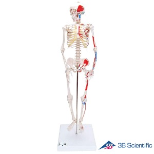 3B Scientific 인체모형 근육채색 미니 전신골격모형 A18/5 골반스탠드