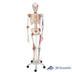 3B Scientific 인체모형 인대부착 근육체색 전신골격모형 A13 골반스탠드