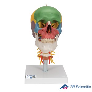 3B Scientific 인체모형 두개골모형 A20/2 경추포함 채색된 4분리