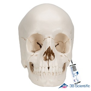 3B Scientific 인체모형 두개골모형 A290 22분리