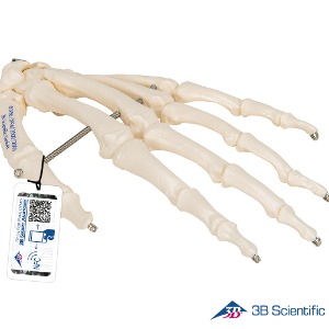 3B Scientific 인체모형 손골격모형 A40 기본형