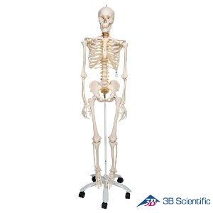 3B Scientific 인체모형 유연한척추 전신골격모형 A15 골반스탠드