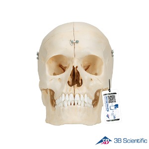 3B Scientific 인체모형 두개골모형 A281 BONElike 6분리