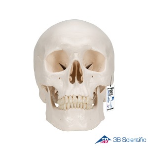 3B Scientific 인체모형 두개골모형 A20 3분리