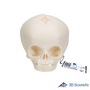 3B Scientific 인체모형 두개골모형 A25 30주차 태아모형