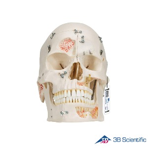 3B Scientific 인체모형 두개골모형 A27 치아구조표현 10분리