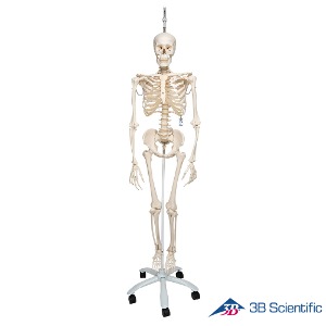 3B Scientific 인체모형 유연한척추 전신골격모형 A15/3 두정골스탠드