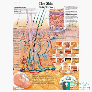 3B Scientific 피부차트 VR1283 The Skin 피부구조 병원액자