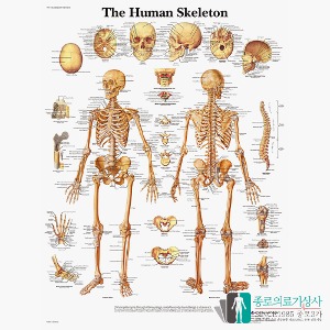 3B Scientific 전신골격 인체해부차트 VR1113 The Human Skeleton 골격구조 병원액자