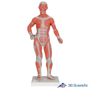3B Scientific 1/4 축소사이즈 전신근육모형 B59 책상용 근육모형