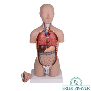 ERLER ZIMMER 인체모형 B223 16분해 상반신 인체해부모형