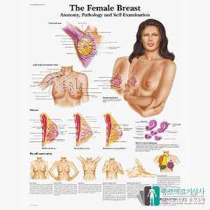3B Scientific 산부인과 여성 가슴구조 인체해부차트 VR1556 Female Breast 병원액자