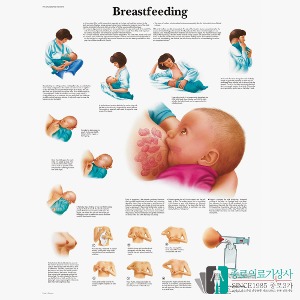 3B Scientific 산부인과 모유수유의 이해 인체해부차트 VR1557 Breastfeeding 병원액자