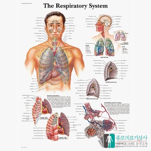 3B Scientific 호흡기 인체해부차트 VR1322 호흡기계 Respiratory 병원액자