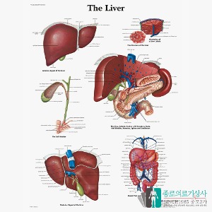 3B Scientific 간 The Liver 인체해부차트 VR1425 간의 구조 병원액자