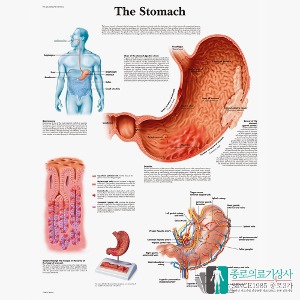 3B Scientific 위 The Stomach 인체해부차트 VR1426 위구조 병원액자